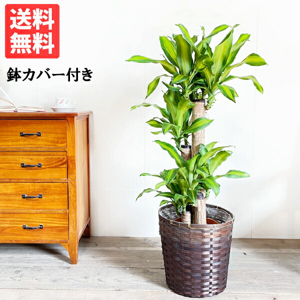 マッサン 心うれしいの木 8号 鉢押しかぶせる付き添い人 貨物輸送無料 ドラセナ 観葉草木 中型 大型 室内装飾 御引き立て流行る 観葉植物-花・観葉植物