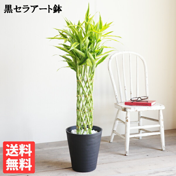 ミリオンバンブー 幸運の竹 8号 ブラック セラアート鉢 送料無料 ドラセナ サンデリアーナ 観葉植物 おしゃれ 中型 大型 ラッキーバンブー インテリア 商売繁盛