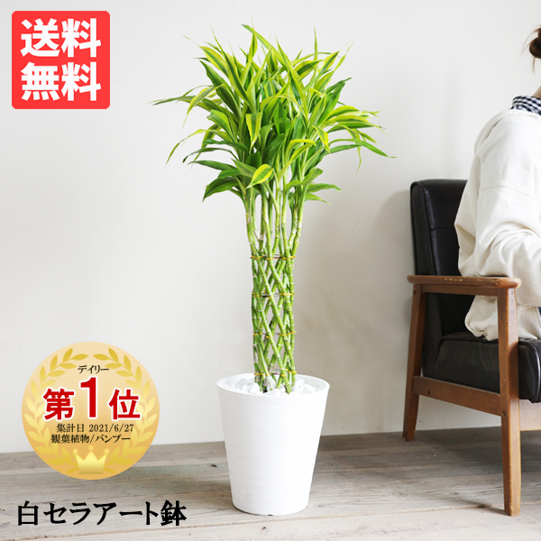 ミリオンバンブー 幸運の竹 8号 ホワイト セラアート鉢 送料無料 ドラセナ サンデリアーナ 観葉植物 おしゃれ 中型 大型 ラッキーバンブー インテリア