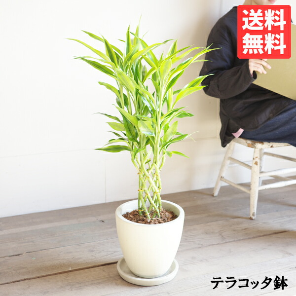 ミリオンバンブー 御前上等感あり 象牙色 テラコッタ鉢植え 貨物輸送無料 観葉草木 ドラセナ 仕合わせの竹 中型 祝賀会 花 庭園 DIY 花 観葉草木 観葉草木 室内装飾 お引き立て花めく