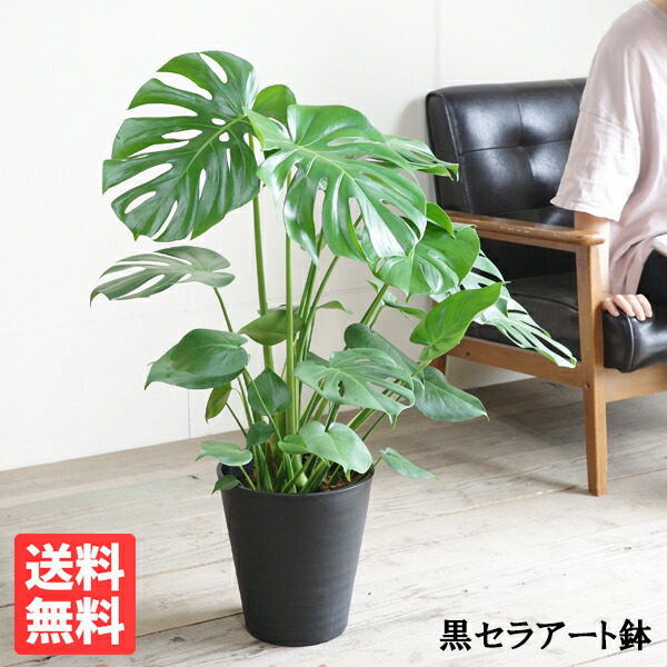 モンステラ 8号 黒いこと セラアート鉢 貨物輸送無料 観葉草木 今めかしい 中型 大型 室内装飾 花 庭園 DIY