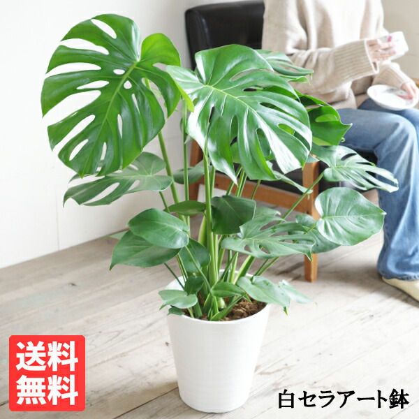 楽天市場】観葉植物 小さい ドラセナ コンシンネ レインボー