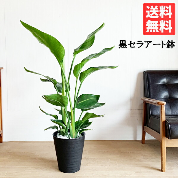 オーガスタ 8号 ブラックセラアート鉢植え ストレリチア 貨物輸送無料 観葉草木 中型 大型 室内装飾 ストレチア オーガスタ オガスタ