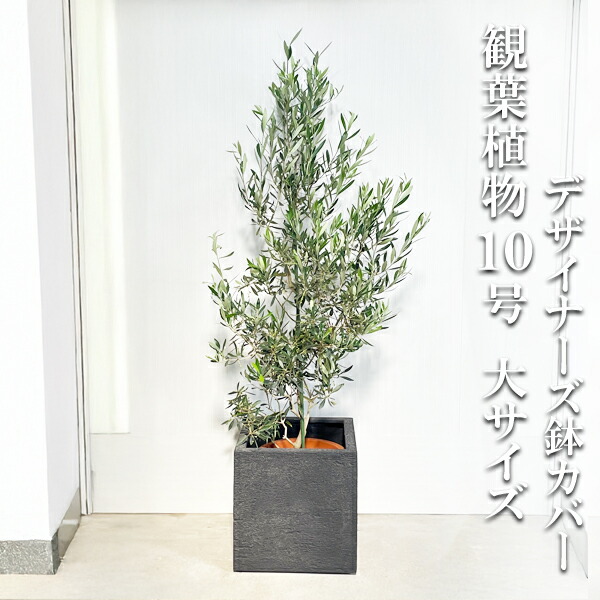 観葉草木 大型 オリーブ 正六面体型 デザイナーズ 御膳上等鉢取りまかなう付 黒いこと 10号鉢 法人様貨物輸送無料 鉢植え 今めかしい オリーブの木 売りわたす 御芽出度 記念樹 寒さに揺るぎない