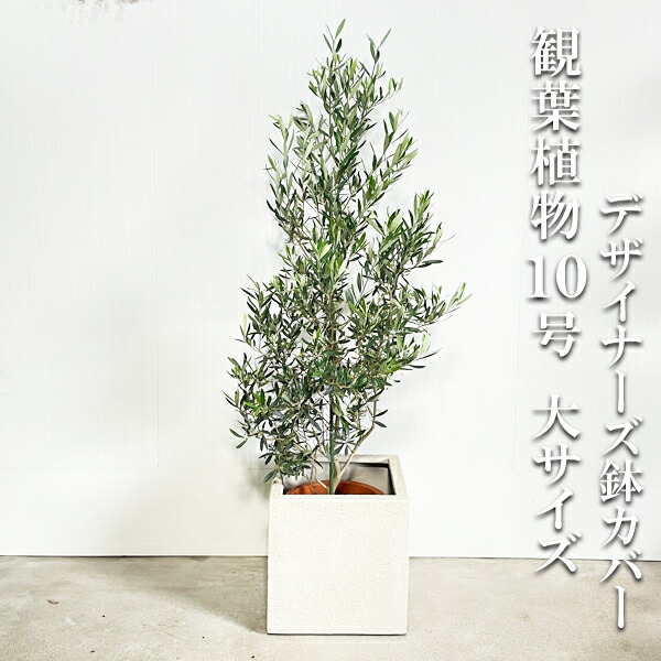 楽天市場】観葉植物 大型 オリーブ キューブ型 デザイナーズ