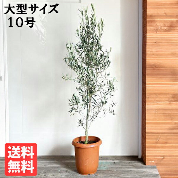 観葉草木 大型 オリーブ 10号鉢 法人様貨物輸送無料 庭木 鉢植え 今めかしい 室内装飾 オリーブの木 売りわたす 御芽出度 記念樹 寒さに揺るぎない