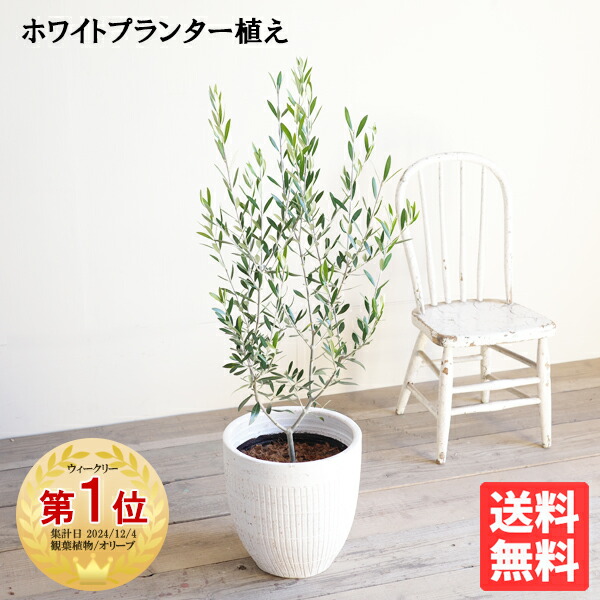 楽天市場】観葉植物 大型 高性チャメドレア ヤシの木 10号 法人