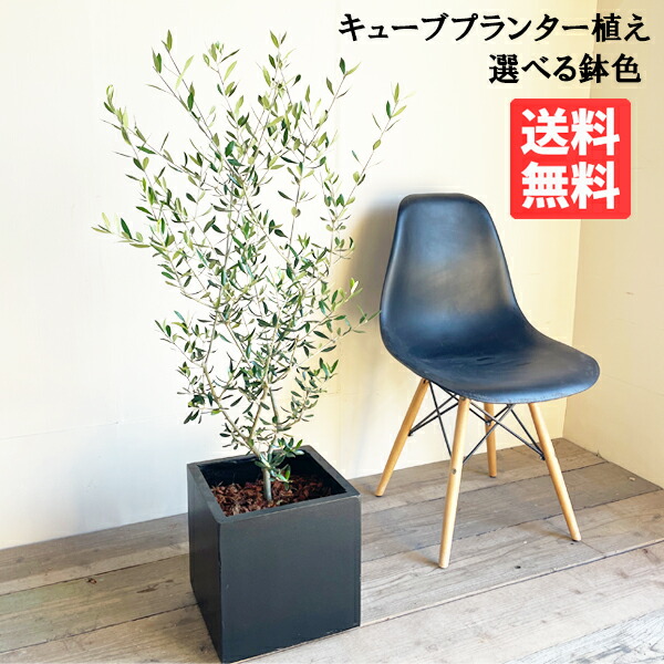 観葉植物 オリーブの木 オリーブ 選べる鉢色 ブラック ホワイト キューブ型 ファイバークレイ 送料無料 エントランス 玄関 おしゃれ インテリア 記念樹 寒さに強い 通販 ギフト プレゼント 育てやすい 御祝 開店祝 開業祝 法人ギフト 新築祝