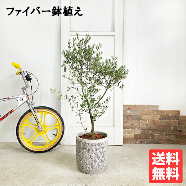 観葉草木 オリーブ 衣料繊維セメント質鉢植え しろがね色薄墨色 貨物輸送無料 入り口・入口 鉢植え 今めかしい 室内装飾 中型 大型 オリーブの木 売りわたす 御芽出度 記念樹 寒さに揺るぎない  通信販売 差し上げ物 差し上げ物