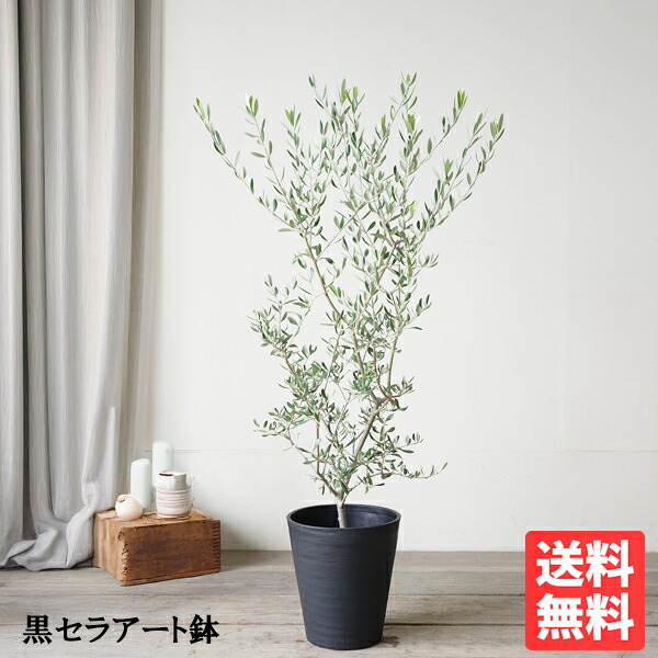 オリーブ ブラックセラアート鉢 ８号鉢 貨物輸送無料 庭木 鉢植え 観葉草木 今めかしい 室内装飾 中型 大型 オリーブの木 売りわたす 華燭の典 記念樹 寒さに揺るぎない