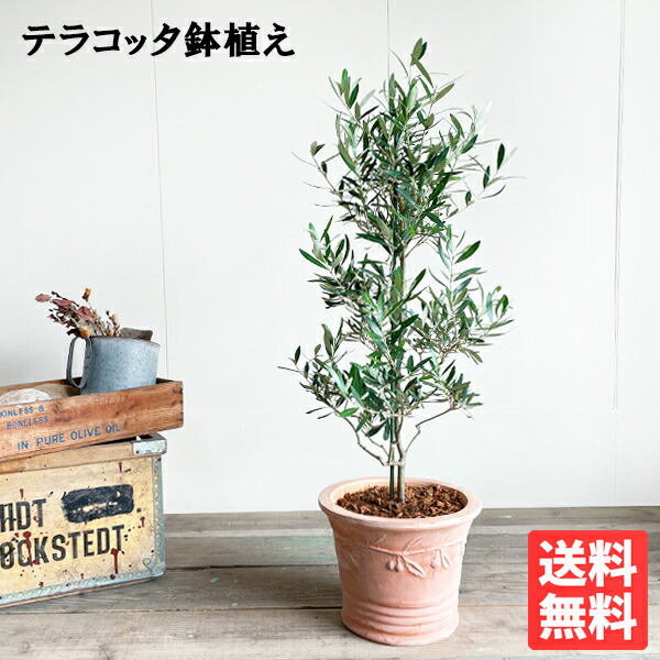 楽天市場】観葉植物 オリーブ テラコッタ鉢植え 素焼き鉢 送料無料
