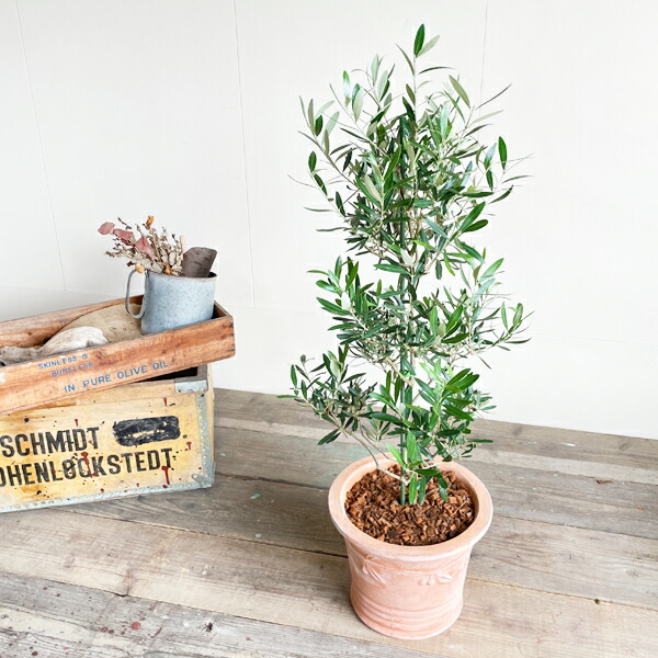 オリーブ テラコッタ鉢植え 素焼き鉢 おしゃれ インテリア 記念樹 庭木 ギフト 中型 販売 結婚式 大型 寒さに強い 送料無料 プレゼント 鉢植え 通販 観葉植物 オリーブの木