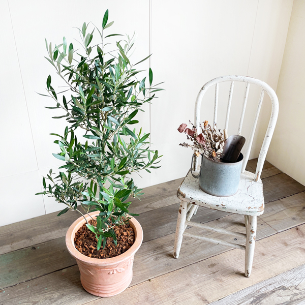 オリーブ テラコッタ鉢植え 素焼き鉢 おしゃれ インテリア 記念樹 庭木 ギフト 中型 販売 結婚式 大型 寒さに強い 送料無料 プレゼント 鉢植え 通販 観葉植物 オリーブの木
