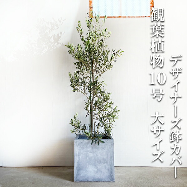 楽天市場】観葉植物 大型 オリーブ キューブ型 デザイナーズ