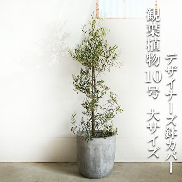 超特大 オリーブの木 バスケット芸術品 永遠の約束 特大 か