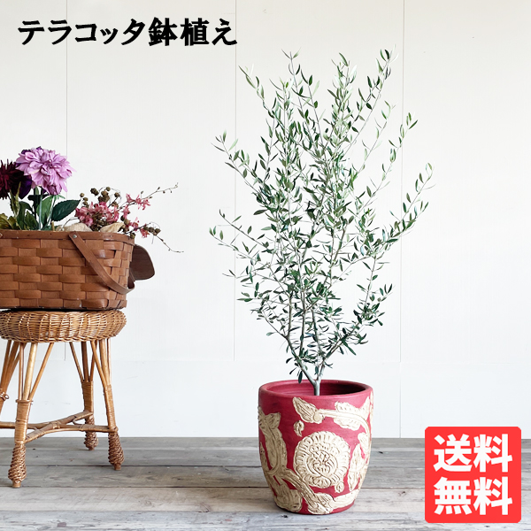 楽天市場】オリーブ ホジブランコ 樹高約1.4m オヒブランカ