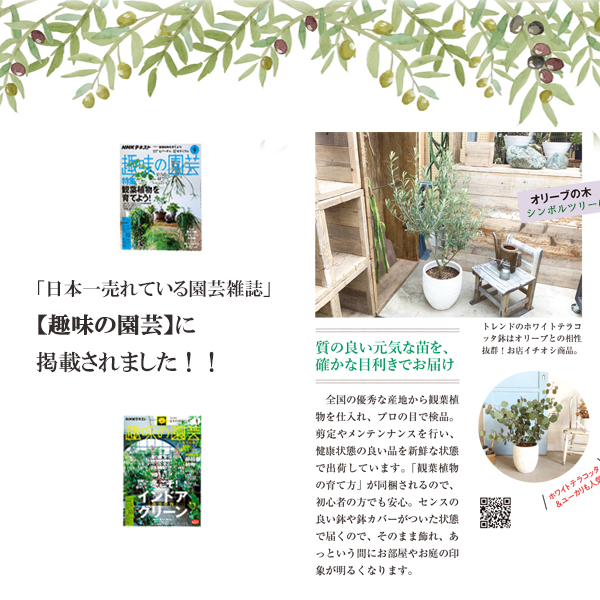 オリーブ ホワイト テラコッタ鉢植え 花 結婚式 中型 オリーブの木 おしゃれ テラス 庭木 Diy 送料無料 通販 記念樹 大型 バルコニー 寒さに強い プレゼント インテリア ガーデン ギフト 鉢植え 販売 ベランダ 観葉植物