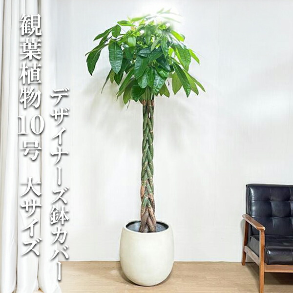 観葉草木 大型 パキラ 10号 法人様貨物輸送無料 軽気球型 デザイナーズ 御前上等鉢取りまかなう付 象牙色 ねじり 編み 割り増し金 今めかしい 尺鉢 大鉢 10号鉢 室内装飾 鉢取りまかなう付き添い人 お引き立て花めく
