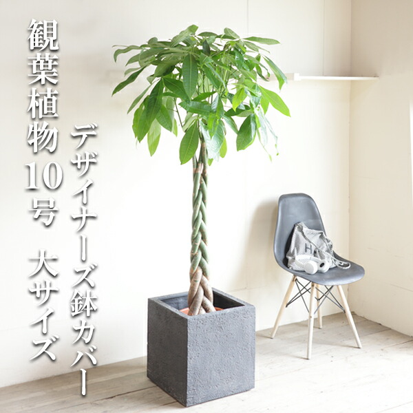 観葉植物 大型 パキラ 10号 　キューブ型 デザイナーズ 高級鉢カバー 楽天市場】観葉植物 大型 パキラ 10号 法人様送料無料 キューブ型
