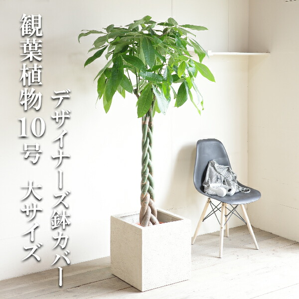 観葉草木 大型 パキラ 10号 法人様貨物輸送無料 正六面体型 デザイナーズ 御膳上等鉢取りまかなう付 象牙色 ねじり 編み 割り増し金 今めかしい 尺鉢 大鉢 10号鉢 室内装飾 鉢取りまかなう付き添い人 御引き立て流行る