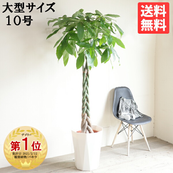 楽天市場】観葉植物 大型 オーガスタ ストレリチア 大鉢 10号 法人様