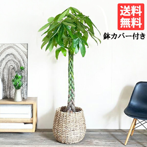 観葉草木 大型 パキラ 10号 法人様貨物輸送無料 手編み提げ篭付き添い人 ねじり 編み 割り増し金 今めかしい 尺鉢 大鉢 10号鉢 室内装飾 鉢取りまかなう付き添い人 お引き立て花めく