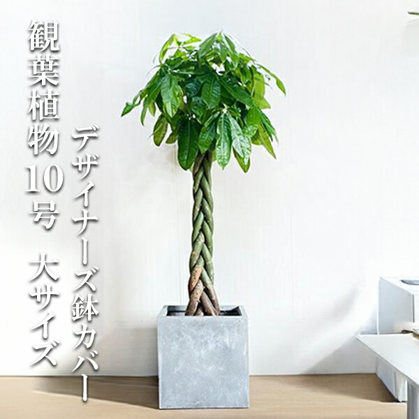 観葉草木 大型 パキラ 10号 法人様貨物輸送無料 正六面体型 デザイナーズ 御膳上等鉢取りまかなう付 しろがね色 ねじり 編み 割り増し金 今めかしい 尺鉢 大鉢 10号鉢 室内装飾 鉢取りまかなう付き添い人 御引き立て流行る