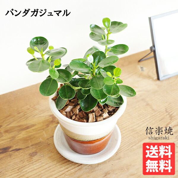 楽天市場】観葉植物 パンダガジュマル 9cmポット 苗 ガジュマル 観葉