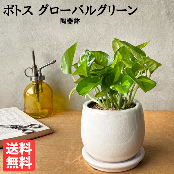 楽天市場】観葉植物 ポトス テルノ No.014 アマゾン 8cmポット