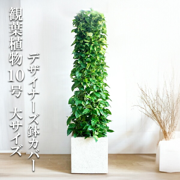 楽天市場】観葉植物 大型 ポトス タワー仕立て 特大サイズ 10号 法人様