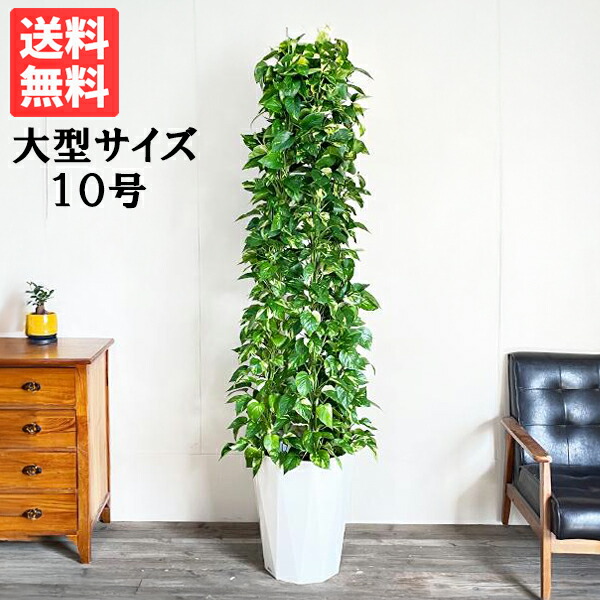 50 Off ポトス タワー仕立て 特大サイズ 10号 法人様送料無料 観葉植物