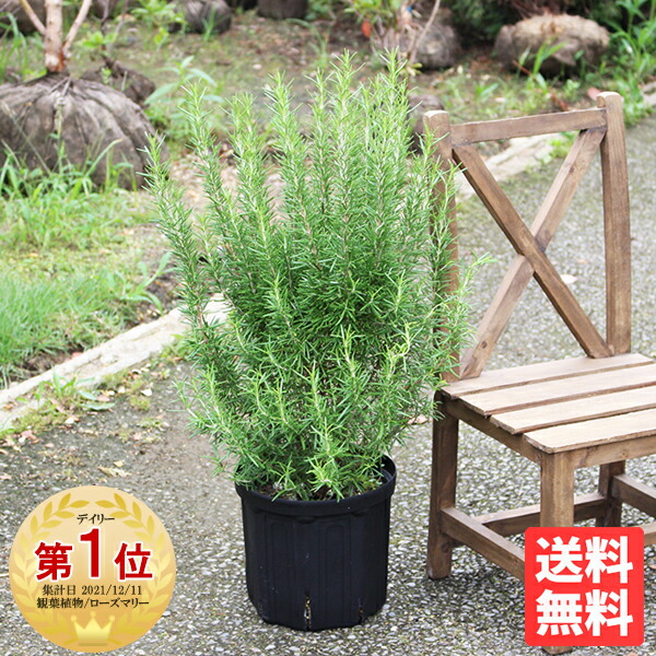 ローズマリー 鉢植え ベランダ 立性 苗 ハーブ 送料無料 観葉植物 おしゃれ インテリア 中型 小型 玄関 バルコニー 寒さに強い 花 ガーデン DIY