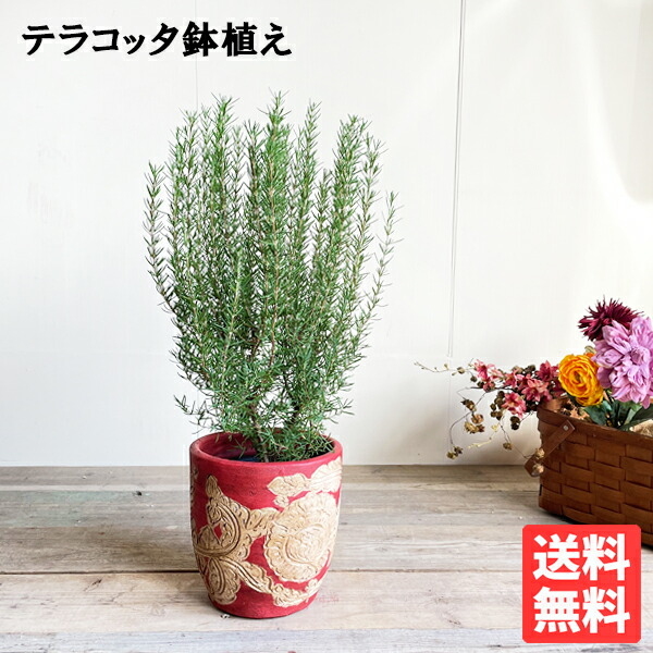 ローズマリー 赤テラコッタ鉢 素焼き鉢 貨物輸送無料 鉢植え 観葉草木 今めかしい 室内装飾 中型 小型 回廊 中庭 露台 薬草 寒さに揺るぎない