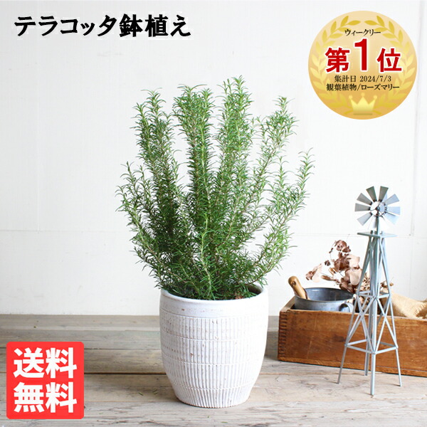 ひょうたんマリー7こです The Sound of Sister's Step -Side 2034- – Tokyo 7th Sisters