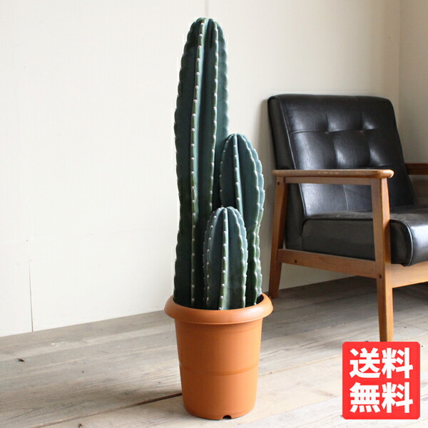 楽天市場】【現品発送】サボテン 武倫柱(ブリンチュウ) 幹太 5号鉢植え