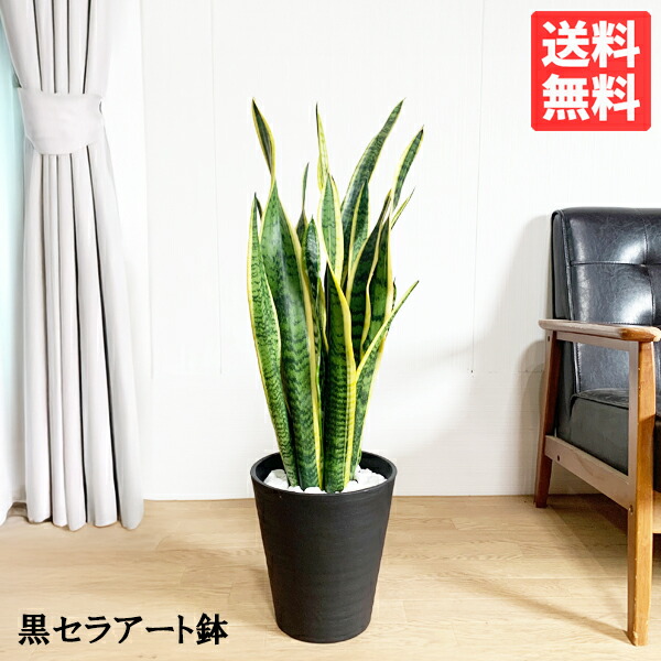 サンセベリア 8号 黒いこと セラアート鉢 貨物輸送無料 サンスベリア 観葉草木 今めかしい 中型 大型 室内装飾