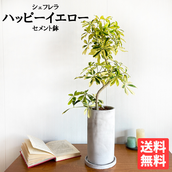 シェフレラ 黄み アッシュグレーセメントくぼみ植え ロング鉢 観葉植物 中型 内装 本物 ハイム本旨 付け届け 送料無料 観葉植物 コンドームのツリー ギフト 贈り物 Goodboydogbeer Com