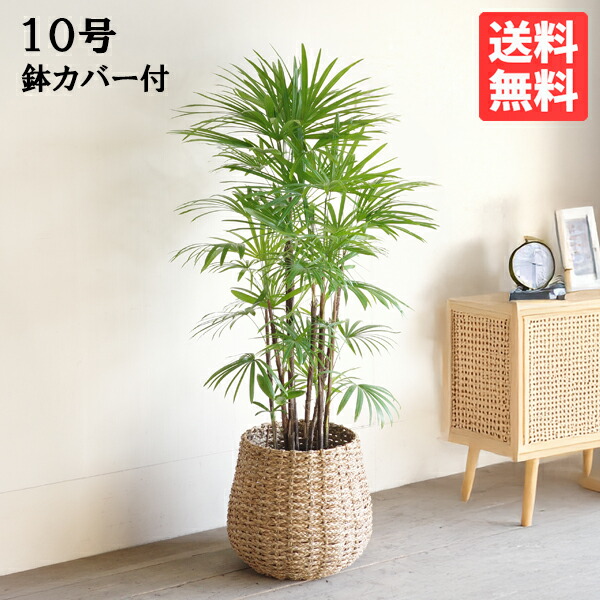 特大美品‼️棕櫚竹　シュロチク 楽天市場】観葉植物 大型 シュロチク 10号 法人様送料無料 手編み