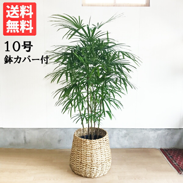 楽天市場】観葉植物 大型 シマトネリコ トネリコ １０号 10号鉢 法人様送料無料 庭木 鉢植え おしゃれ インテリア 販売 記念樹 寒さに強い 屋外  シンボルツリー : 観葉植物のthe・green