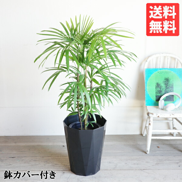 楽天市場】観葉植物 大型 シュロチク 棕櫚竹 10号 法人様送料無料 寒さに強い おしゃれ 尺鉢 大鉢 10号鉢 大サイズ 大きいサイズ ハワイ  インテリア : 観葉植物のthe・green