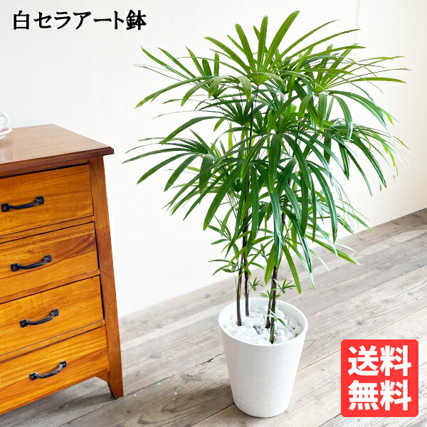 棕櫚竹 シュロチク 8号 ホワイト セラアート鉢 送料無料 観葉植物 おしゃれ インテリア 中型 大型 寒さに強い