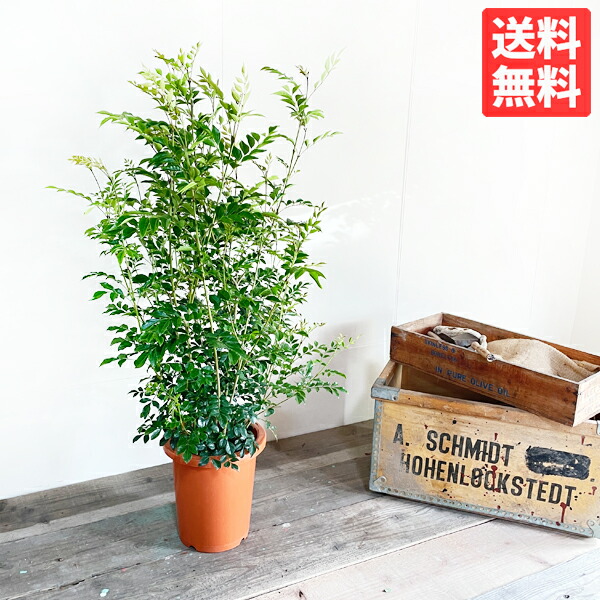 シマ秦皮 苗 庭木 株立ち 秦皮 観葉草木 中型 室内装飾 記号天然木 思わしい 貨物輸送無料