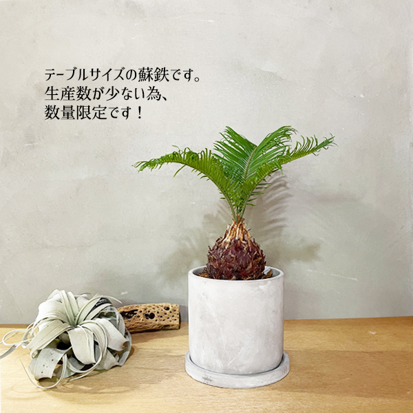 蘇鉄 ソテツ アッシュグレーセメント鉢植え 送料無料 縁起の良い植物 花 ガーデン Diy 花 観葉植物 インテリア septicin Com