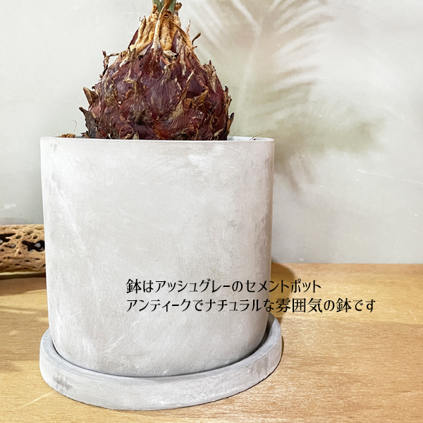 蘇鉄 ソテツ アッシュグレーセメント鉢植え 送料無料 縁起の良い植物 花 ガーデン Diy 花 観葉植物 インテリア Butlerchimneys Com