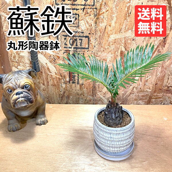 蘇鉄 ソテツ丸型陶器鉢植え 卓上サイズ 観葉植物 ミニ Bonsaibowl アイボリー 送料無料 縁起の良い植物 花 ガーデン Diy 花 観葉植物 インテリア Educaps Com Br