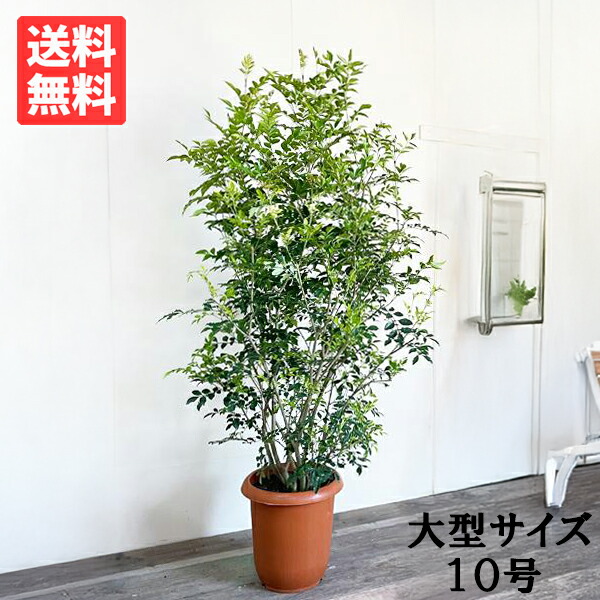 観葉草木 大型 シマ秦皮 秦皮 １０号 10号鉢 法人様貨物輸送無料 庭木 鉢植え 今めかしい 室内装飾 売りわたす 記念樹 寒さに揺るぎない 室外 記号天然木