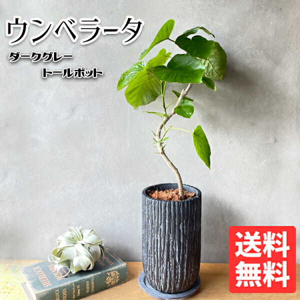 フィカス ウンベラータ ダークグレー ロングポット植え セメント鉢 自宅用 ギフト 送料無料 観葉植物 ゴムの木 ギフト プレゼント Alltherightmovies Com