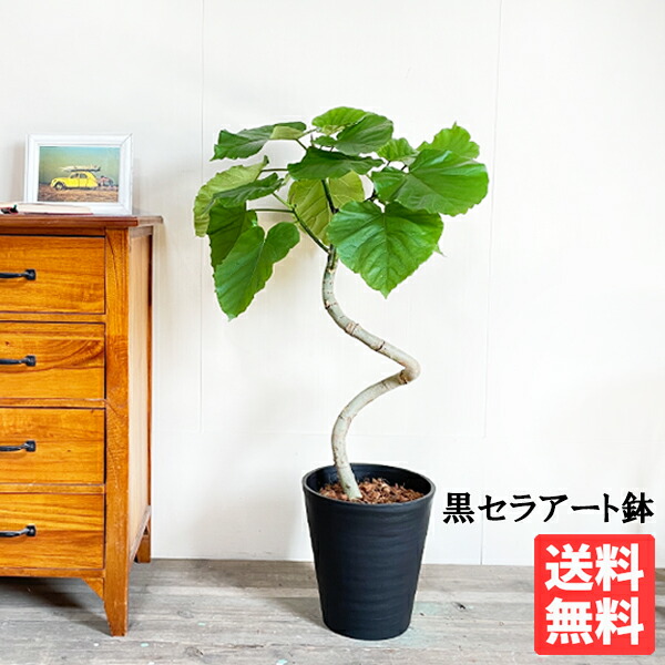 11周年記念イベントが ウンベラータ 8号 ループ樹形 ブラック セラアート鉢 送料無料 フィカスウンベラータ 観葉植物 おしゃれ 中型 大型 フィカス ゴムの木 花 ガーデン Diy インテリア ウランベータ Fucoa Cl