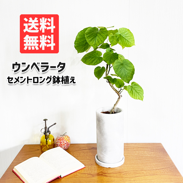 フィカス ウンベラータ アッシュグレーセメント鉢植え ロング鉢 自宅用 ギフト 送料無料 観葉植物 ゴムの木 ギフト プレゼント Educaps Com Br