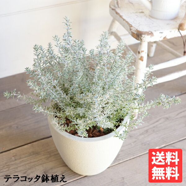 ウエストリンギア 象牙色テラコッタ鉢植え スモーキーホワイト オーストラリアンローズマリー 貨物輸送無料 鉢植え 観葉草木 今めかしい 室内装飾 中型 小型 回廊 中庭 露台 薬草 寒さに揺るぎない